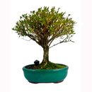 Kit Bonsai Serissa Rosa 5 anos