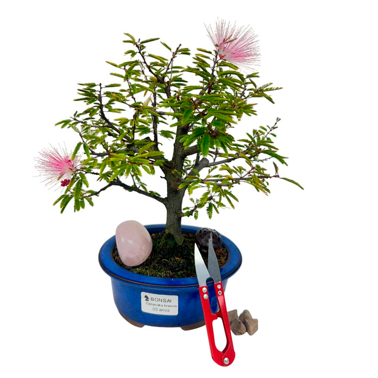 Kit Bonsai Calliandra 3 anos e Cristal Quartzo Rosa