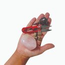 Kit Bonsai Loropetalum 3 anos e Cristal Quartzo Rosa