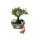Kit Bonsai Serissa 3 anos e Cristal Quartzo Rosa
