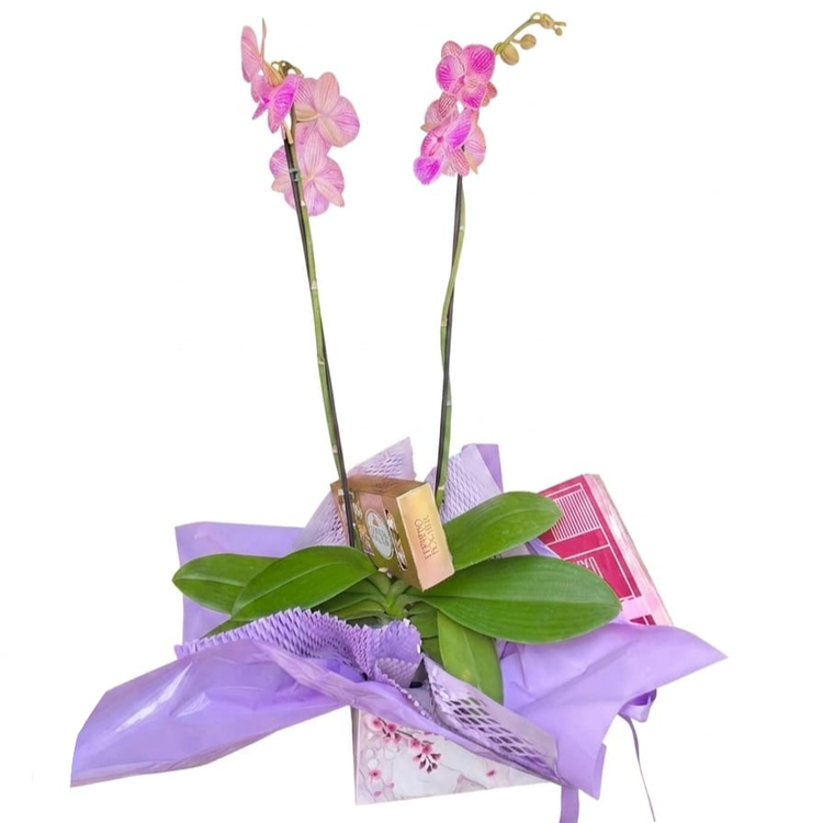 Box de Orquídea e Ferreiro Rocher