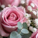 Buquê de Rosas Cor de Rosa com Gipsofila
