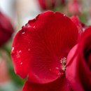 Buquê encanto 06 Rosas Vermelhas 
