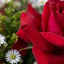 Rosa  Decorada 