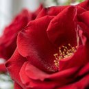 Buquê  Encanto ll com 03 rosas vermelhas  