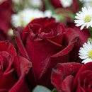 Buquê Gigante de 25 Rosas Vermelhas