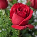 Buquê Encanto com 5 Rosas Vermelhas 