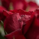 Buque Encanto 02 Rosas Vermelhas 