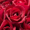 Buque Classico 100 Rosas Vermelhas 