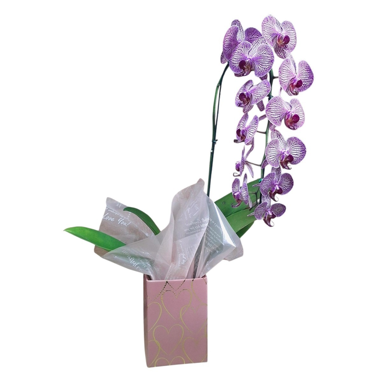 Orquídea no Cachepo
