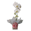 Orquídea Phaleanopolis Branca