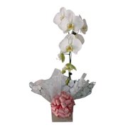 Orquídea Phaleanopolis Branca