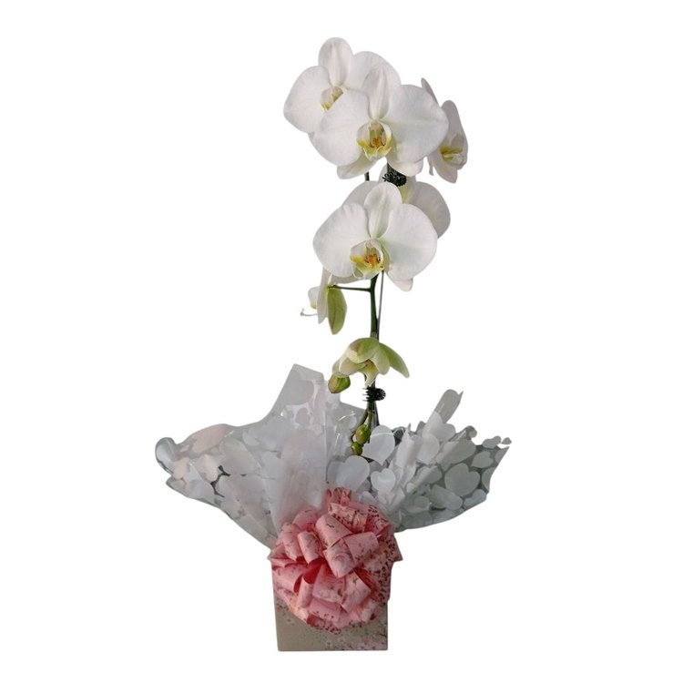 Orquídea Phaleanopolis Branca