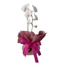 Orquídea Phaleanopolis Branca Coração