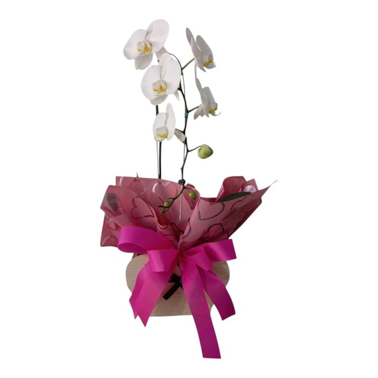 Orquídea Phaleanopolis Branca Coração