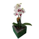 Orquídea Phalaenopsis Mini Branca