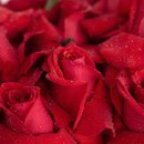 Buquê com 10 Rosas Importadas