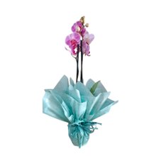 Vaso para presente Orquídea Phalaenopsis Pink