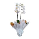 orquidea Branca Paz