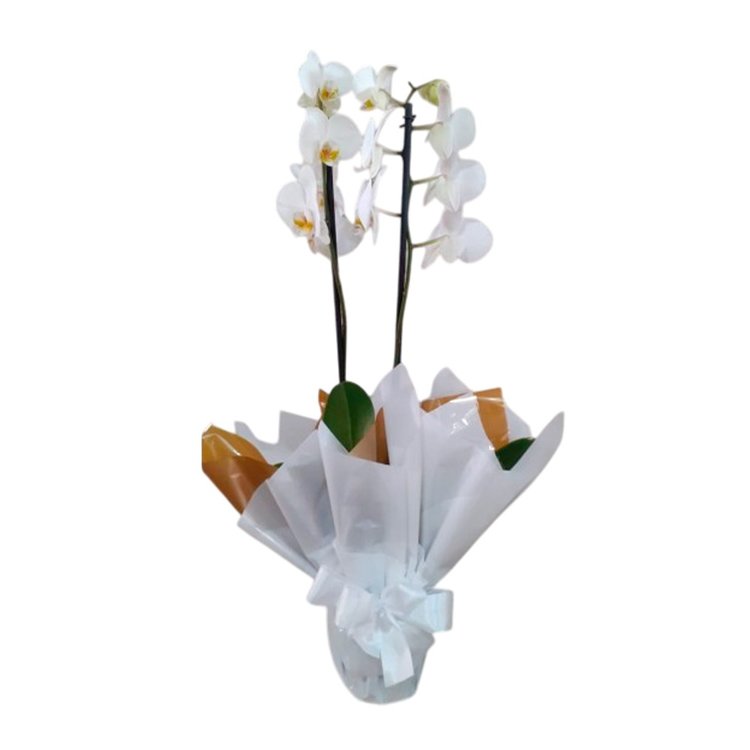 orquidea Branca Paz