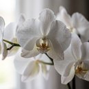 Orquídea Phalaenopsis para Presente e Chocolate