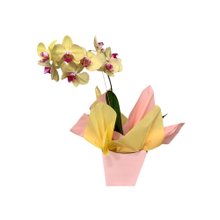 Vaso de Orquídea Phaleanópolis Amarela