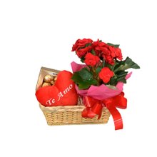 Cesta com Mini Begônia e Chocolate