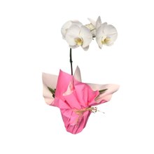 Orquídea Phaleanópolis Emoção