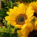 Buquê Raio de Sol com 6 Girassóis 