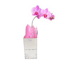 Orquídea na Sacolinha para Alguém Especial