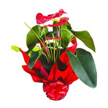 Lindo Antúrio Vermelho Plantado