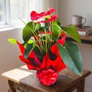Lindo Antúrio Vermelho Plantado