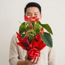 Lindo Antúrio Vermelho Plantado