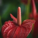 Lindo Antúrio Vermelho Plantado