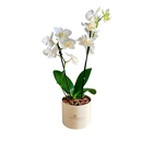 Vaso com Orquídea 