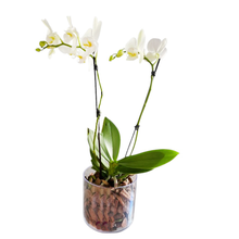 Vaso com Orquídea 