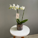 Vaso com Orquídea 