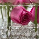Flores Naturais 