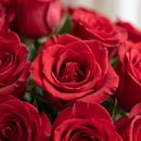 Buquê de 100 Rosas Vermelhas