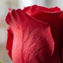 Solitária Rosa e Ferrero