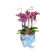 Orquídea Decorada com Cachepot