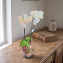 Orquídea Decorada Com Vidro