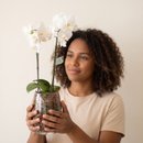 Orquídea Decorada Com Vidro