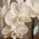 Orquídea Decorada Com Vidro