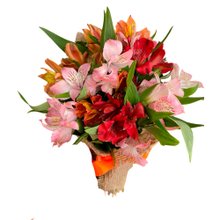 Buquê de Astromelias mimosas 