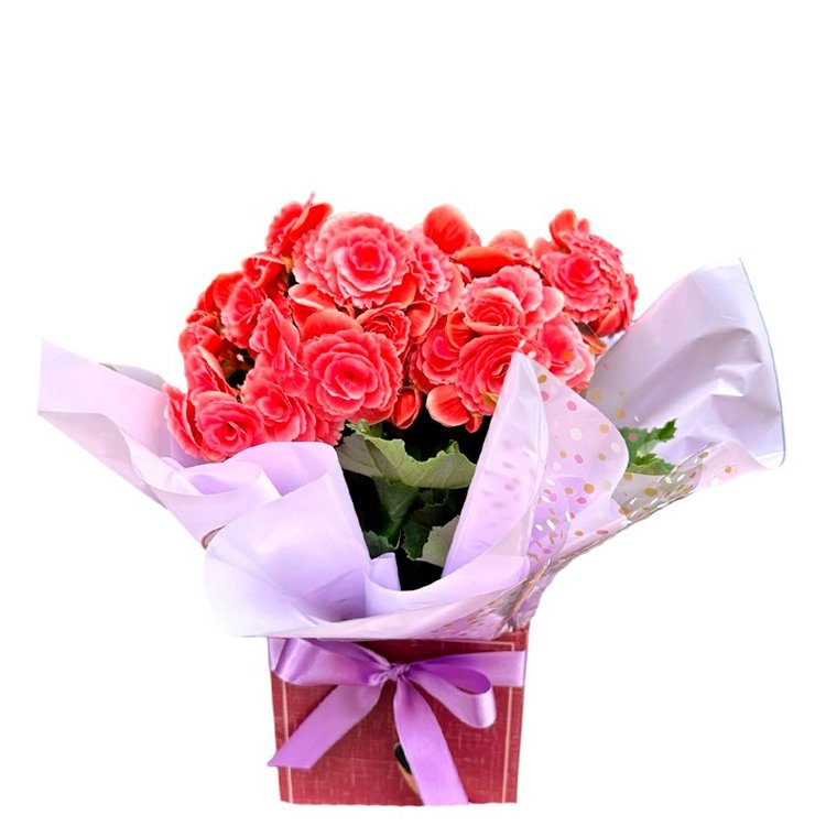 Vaso De Begônia Rosa Tradicional
