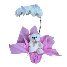 Orquídea Phalaenopsys Branca com Pelúcia