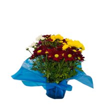 Vaso de Crisântemo Colorido