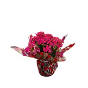 Vaso de Kalanchoe Pink