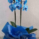 Orquídea Plantada Azul